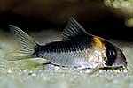 Corydoras duplicareus