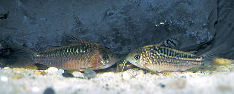 Corydoras elegans