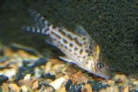 Corydoras incolicana