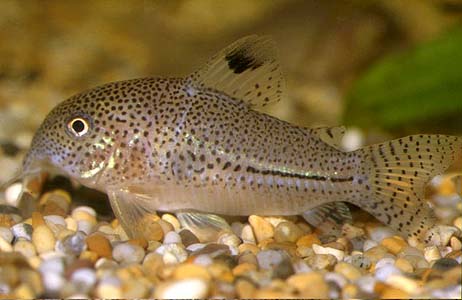Corydoras julii