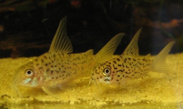 Corydoras loretoensis