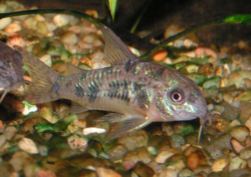 Corydoras paleatus