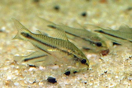 Corydoras pygmaeus