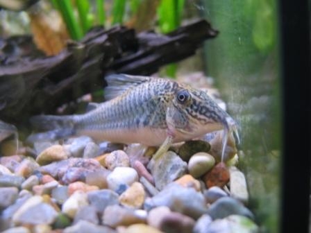 Corydoras semiaquilus