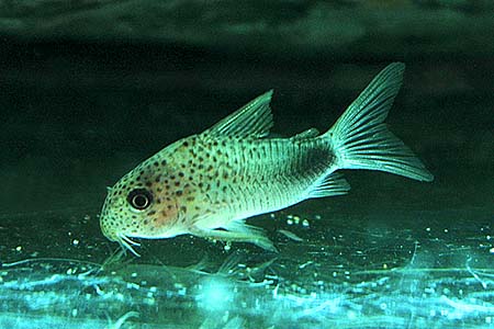 Corydoras similis