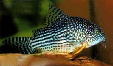 Corydoras sterbai