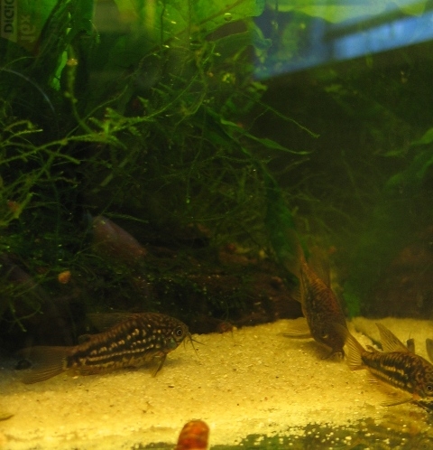 Corydoras undulatus