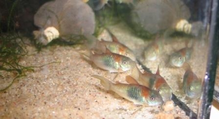 Corydoras venezuelanus
