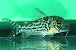 Corydoras vittatus