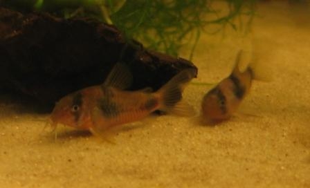 Corydoras weitzmani