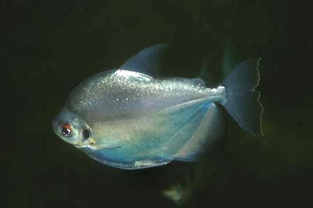 Mylossoma duriventre