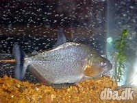 Serrasalmus irritans