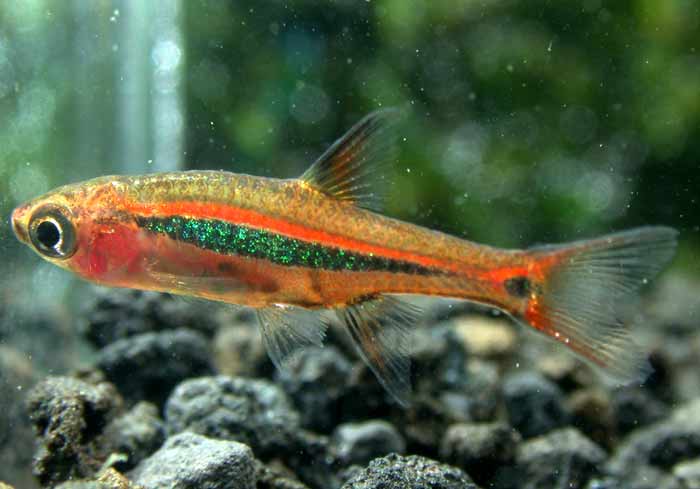 Boraras urophthalmoides