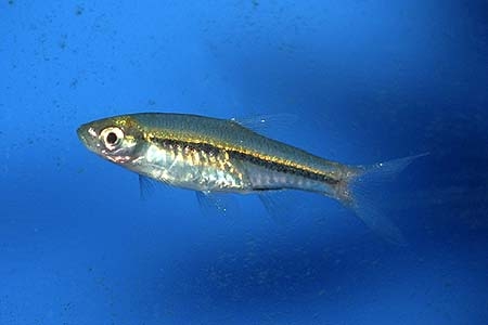 Rasbora borapetensis