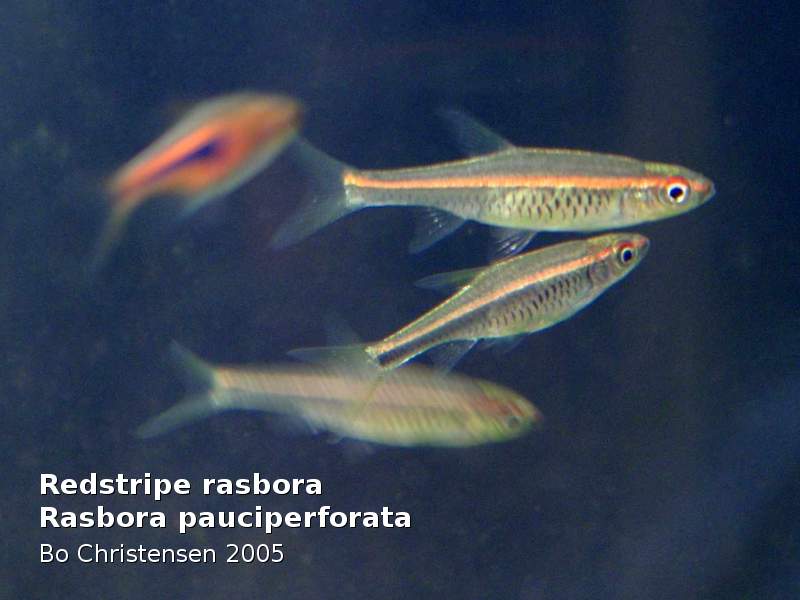Rasbora pauciperforata