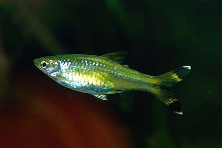 Rasbora trilineata