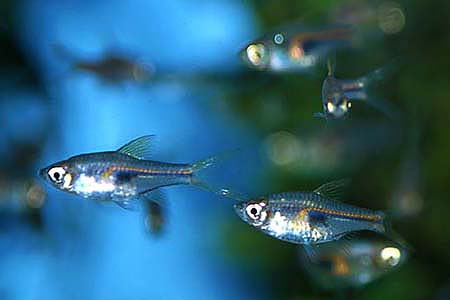 Trigonostigma hengeli