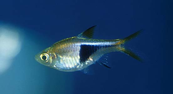 Trigonostigma heteromorpha