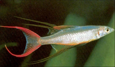 Iriatherina werneri