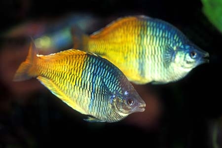 Melanotaenia boesemani