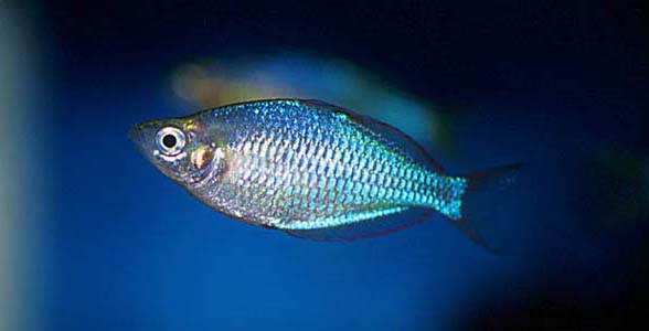 Melanotaenia praecox