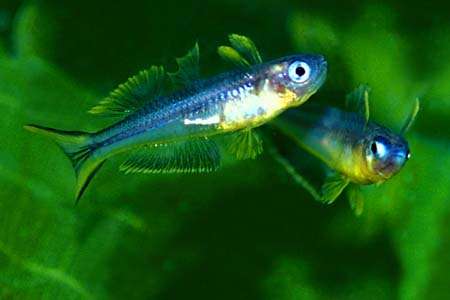 Pseudomugil furcatus