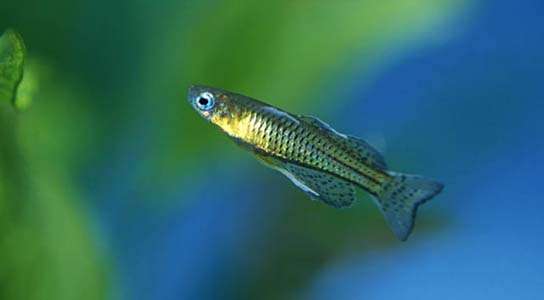 Pseudomugil gertrudae