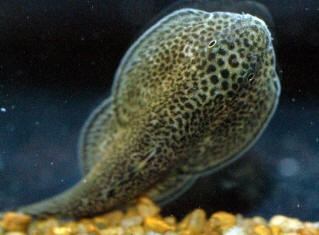 Beaufortia leverreti kweichowensis