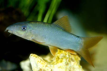 Yasuhikotakia modesta