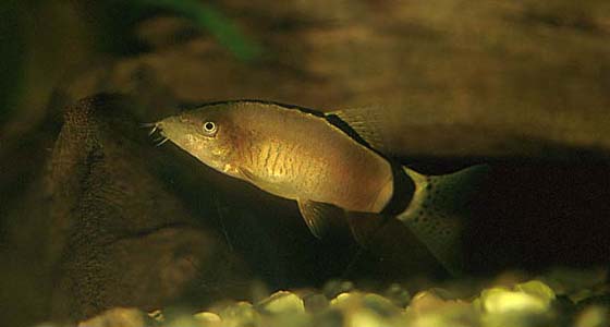 Yasuhikotakia morleti