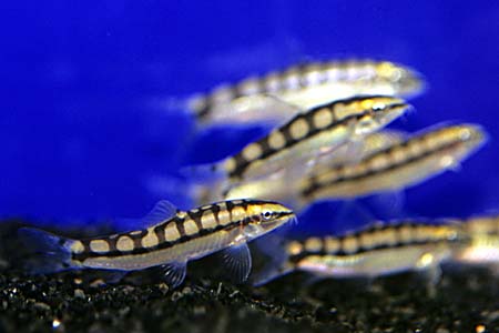 Yasuhikotakia sidthimunki