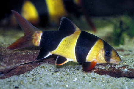 Chromobotia macracanthus