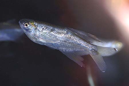 Pseudocorynopoma doriae