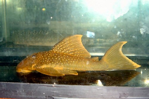 Ancistrinae sp. L200