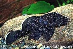 Ancistrus dolichopterus L183