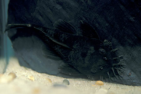 Ancistrus ranunculus L034