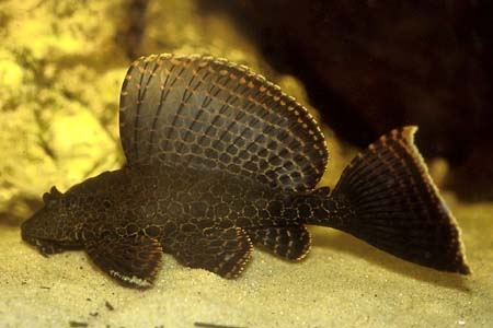 Pterygoplichthys gibbiceps L083, L165, L196