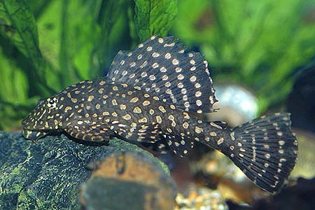 Pterygoplichthys joselimaianus L001, L022