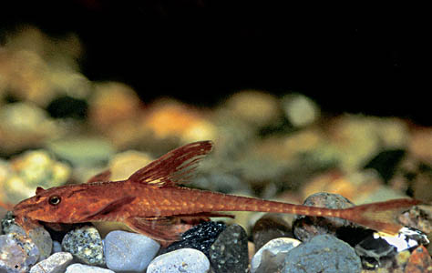 Hemiloricaria sp. L010a