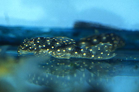 Hypancistrus sp. L004, L005, L028, L073