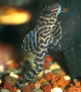 Hypancistrus sp. L066