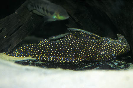 Leporacanthicus galaxias L007, L029