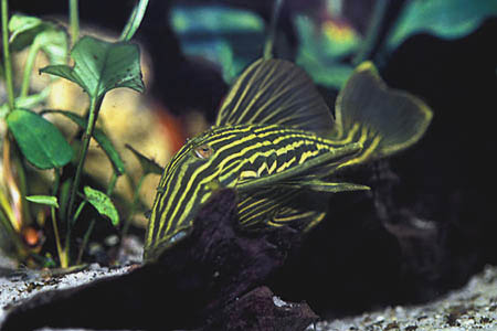 Panaque nigrolineatus L190