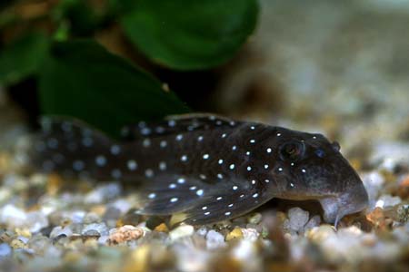 Parancistrus sp. L031