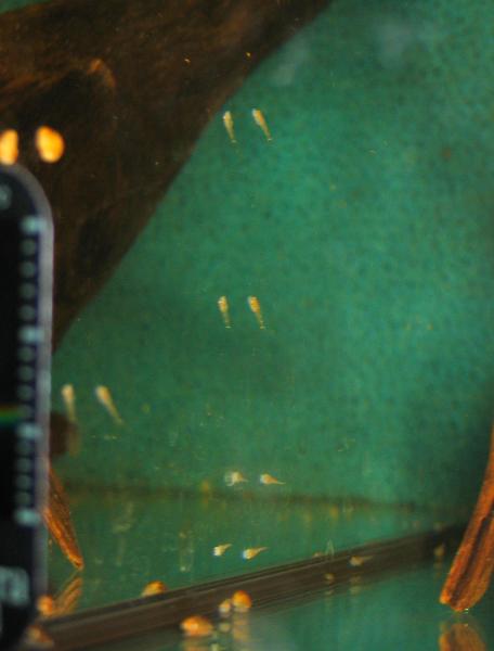 Parotocinclus jumbo LDA25