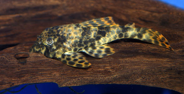 Peckoltia oligospila L006