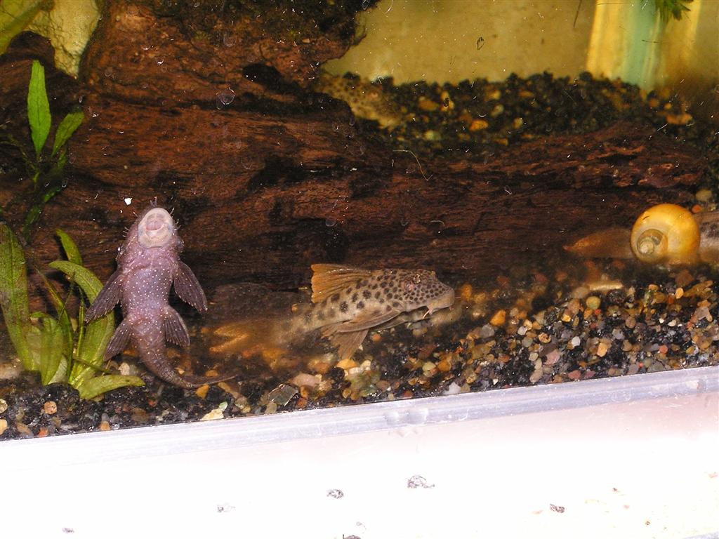 Peckoltia L012, L013, L036