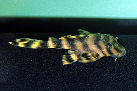 Peckoltia vittata L015