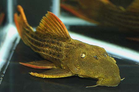 Pseudacanthicus cf. serratus L024