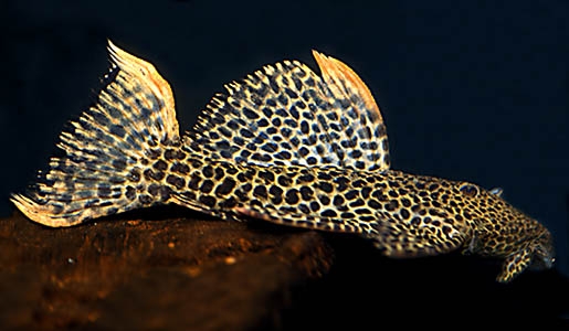 Pseudacanthicus leopardus L114